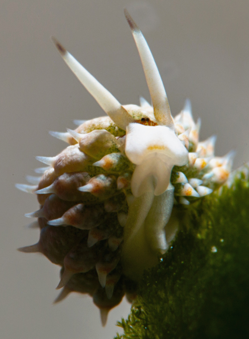 Costasiella kuroshimae: underside