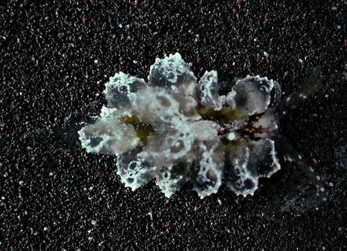 Cyerce liliuokalaniae: young, 10 mm