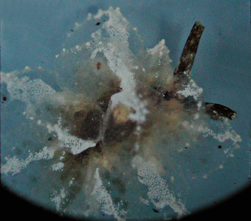 Cyerce liliuokalaniae: young, about 4 mm