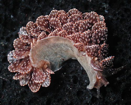 Cyerce liliuokalaniae: underside