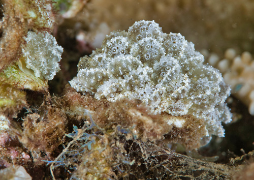 Cyerce liliuokalaniae: with Halimeda