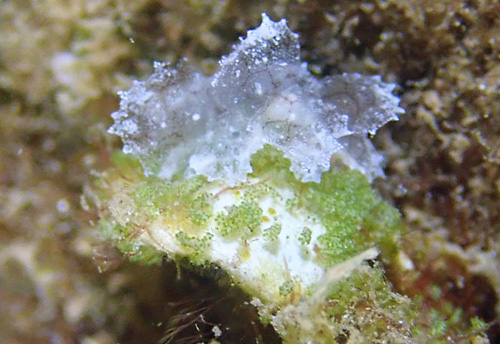 Cyerce liliuokalaniae: with Halimeda, additional animal
