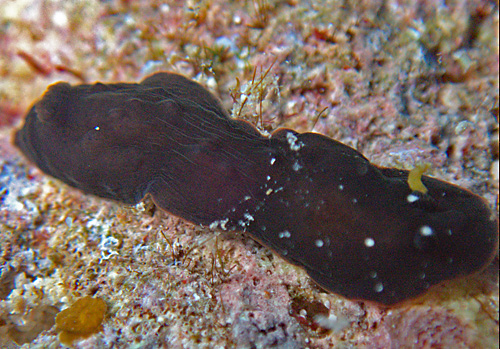 Dendrodoris nigra