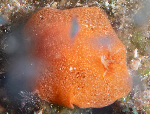 Unidentified Discodorid #23