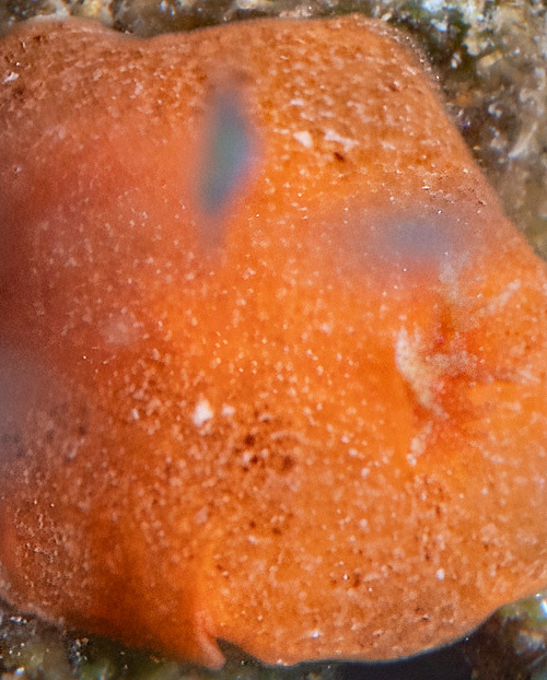 Unidentified Discodorid #23: detail