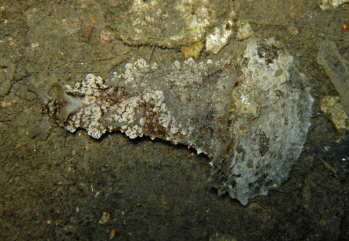 Dolabella auricularia