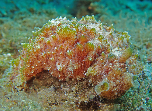 Dolabella sp. #1: white flecked