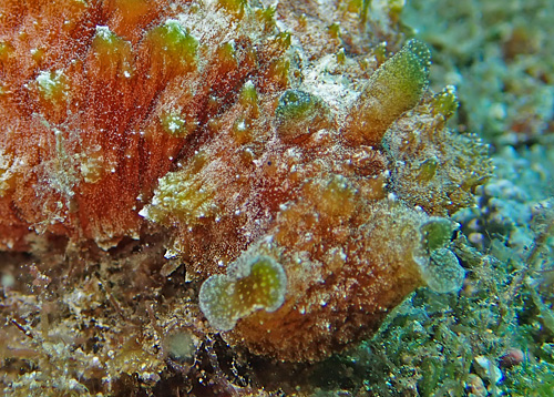 Dolabella sp. #1: white flecked, head