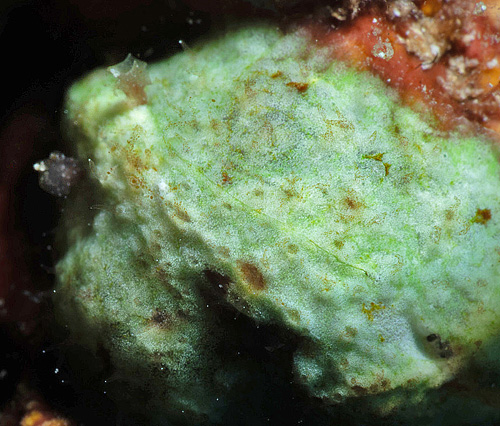 Dolabrifera sp. #1: live animal? (top)