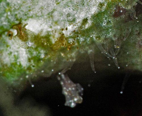 Dolabrifera sp. #1: live animal? (rhinophores and papillae)