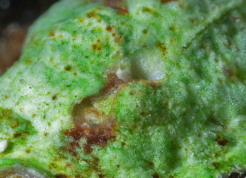 Dolabrifera sp. #1: live animal? (siphons)