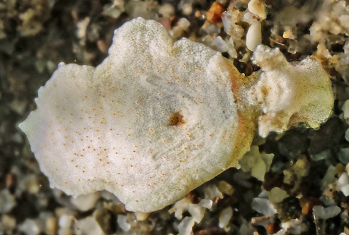 Elysia sp. #10: brown spots