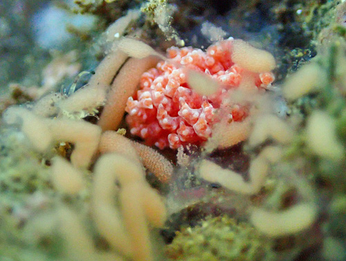 Favorinus japonicus: feedng on dendronotid or aeolid egg mass