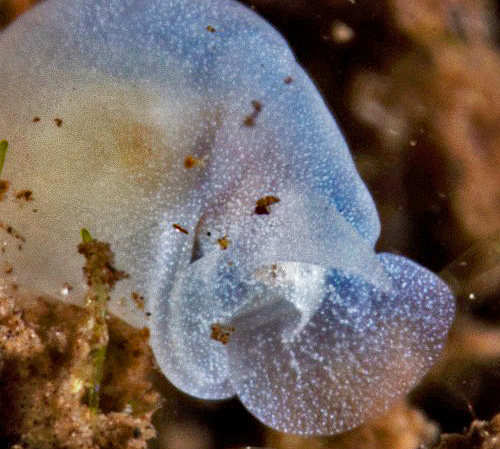 Unidentified Gastropterid #1: detail