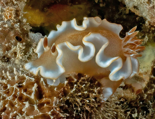 Glossodoris rufomarginata: on intact sponge