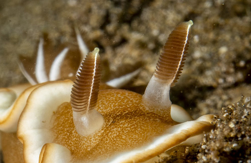 Glossodoris rufomarginata: rhinophores