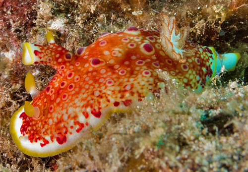 Goniobranchus sp. #1: regeneration error