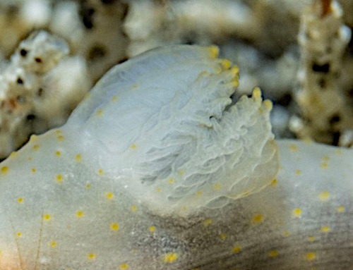 Gymnodoris sp. #11: branchia, detail