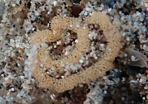 Gymnodoris sp. #11: egg mass?