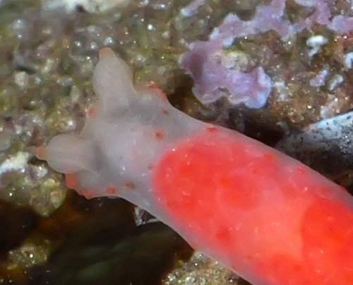 Gymnodoris sp. #12: head detail