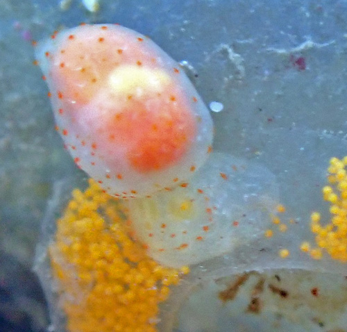 Gymnodoris sp. #12: feeding, detail