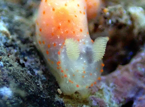 Gymnodoris sp. #12: front