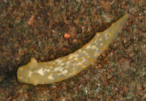 Gymnodoris sp. #13: young