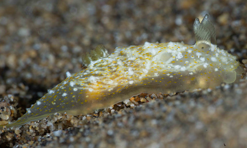 Gymnodoris sp. #13: side