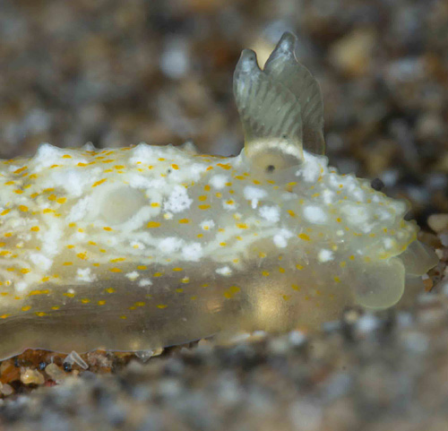 Gymnodoris sp. #13: side, head