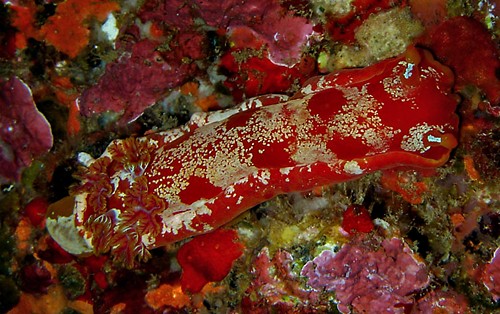 Hexabranchus aureomarginatus