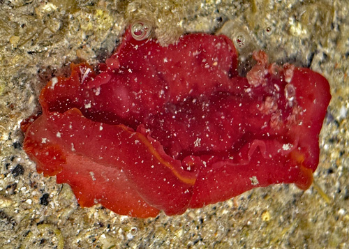 Hexabranchus sandwichensis: dark, yellow submarginal band