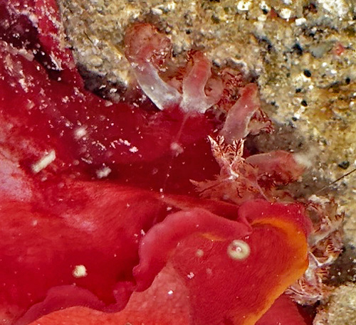 Hexabranchus sandwichensis: dark, yellow submarginal band