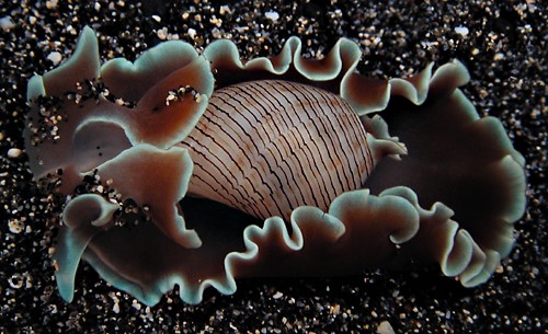 Hydatina physis