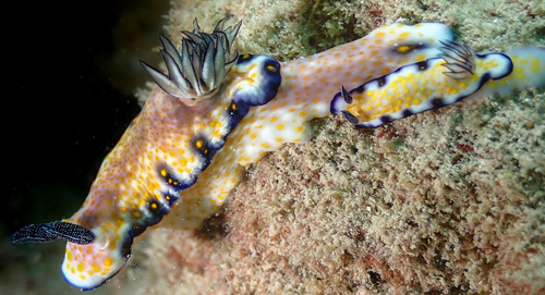 Hypselodoris imperialis: dusky, side