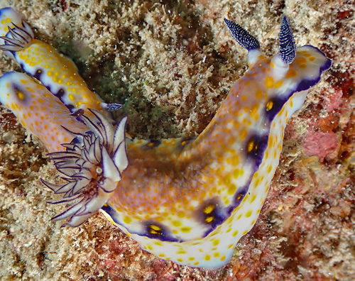 Hypselodoris imperialis: dusky, top