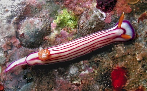 Hypselodoris maridadilus