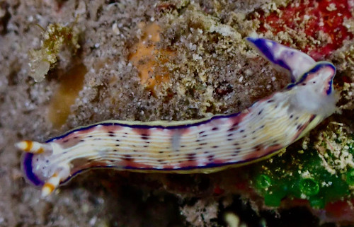 Hypselodoris peasei: heavilly spotted