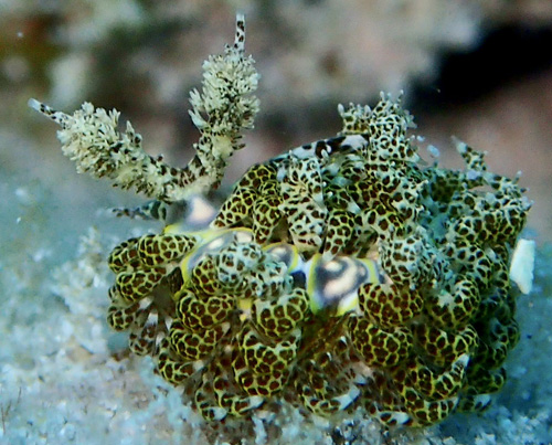 Limenandra rosanae: rhinophores