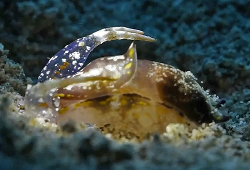 Philinopsis speciosa: attacking Melibe megaceras