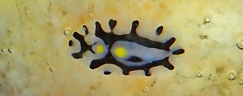 Phyllidia varicosa: very young