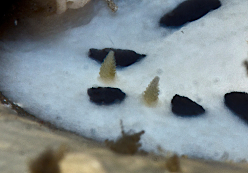 Phyllidiopsis loricata: dusky rhinophores, detail