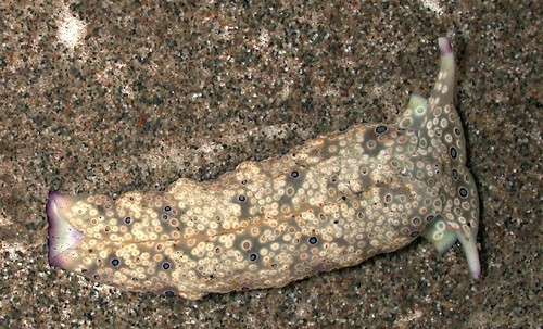 Plakobranchus ocellatus