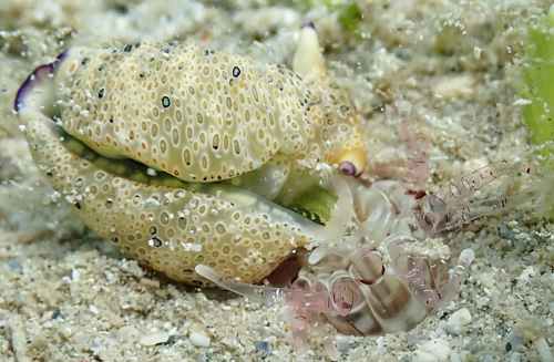 Plakobranchus ocellatus: predation