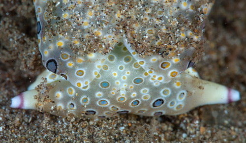 Plakobranchus ocellatus: front, eye spots retracted
