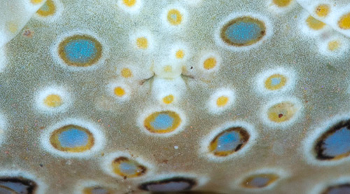 Plakobranchus ocellatus: eye spots retracted, detail
