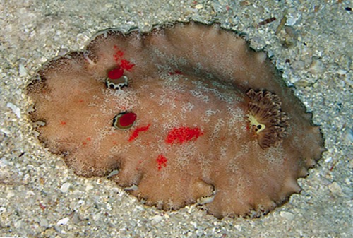 Platydoris formosa