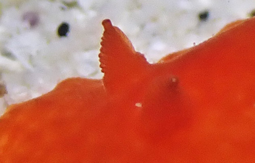 Platydoris sanguinea: rhinophores