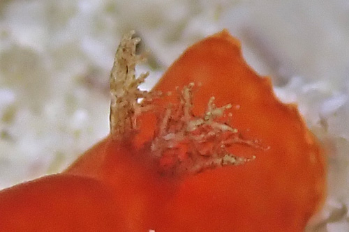 Platydoris sanguinea: branchia