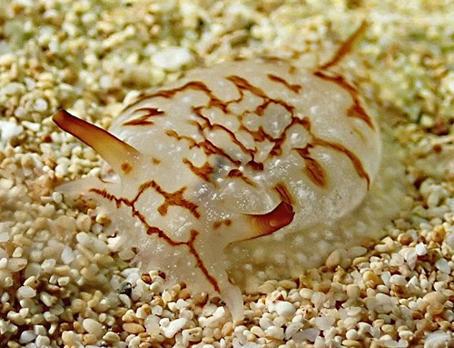 Pleurobranchaea brockii