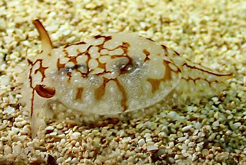 Pleurobranchaea brockii: side